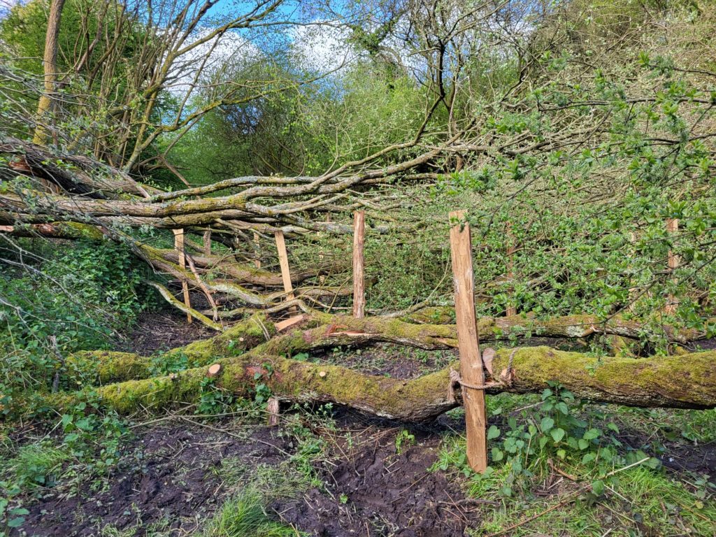 Deliberately fallen trees as part of natural flood management work