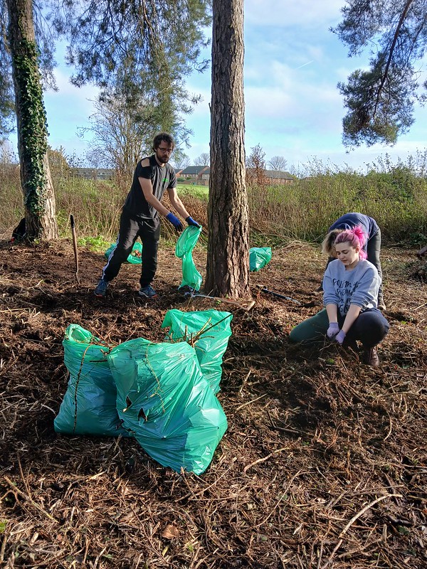 Three volunteers digging up overgrowth at Abbey Woods Spinney. 