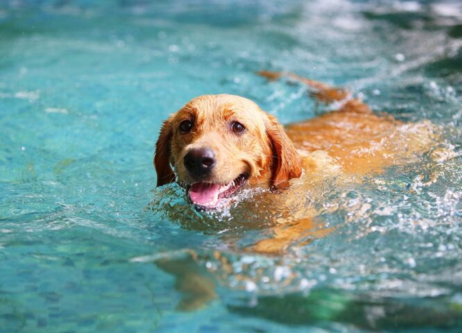 A dog swimming in a pool