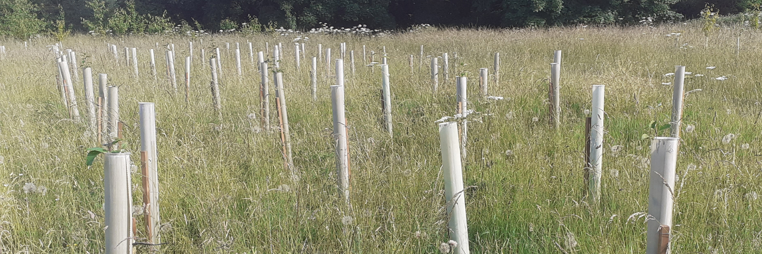 A photo of lots of new tree stakes which are individually surrounded by plastic casing in a field