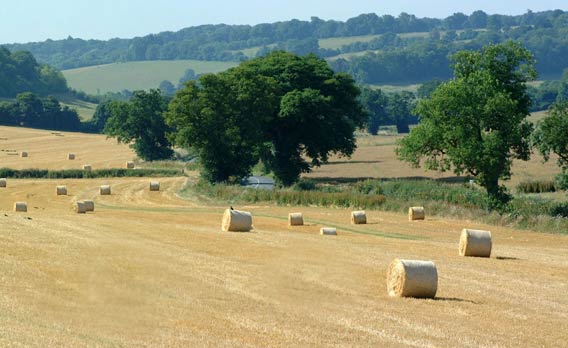 Field with hay bales