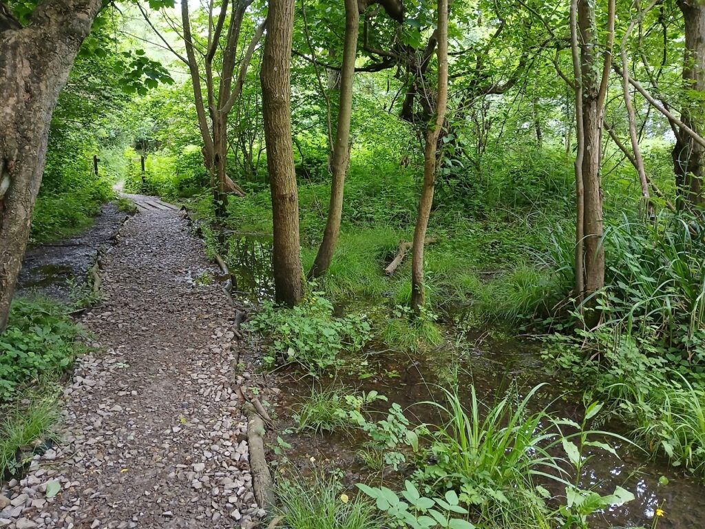 Footpath through woodland