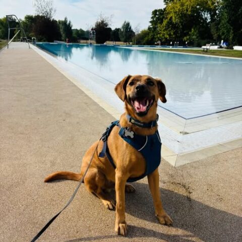 A dog sat next to the Abbey Meadow outdoor pool