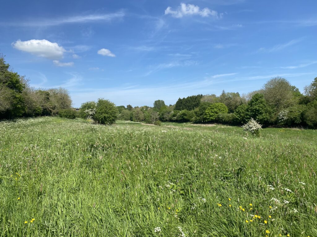 Large meadow with trees and shrubs and blue sky