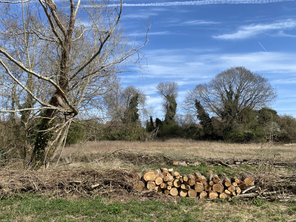 View of cut tree trunks in a field fringed by leafless trees with blue sky above