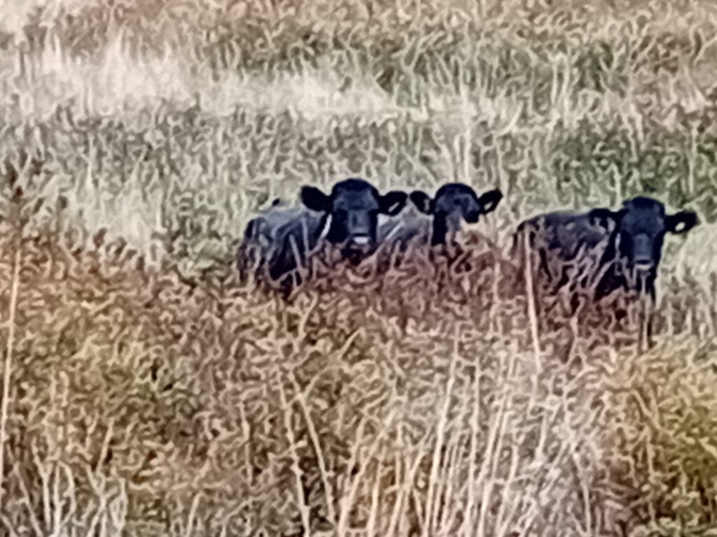 Cows at Tuckmill Meadows Oct 2025