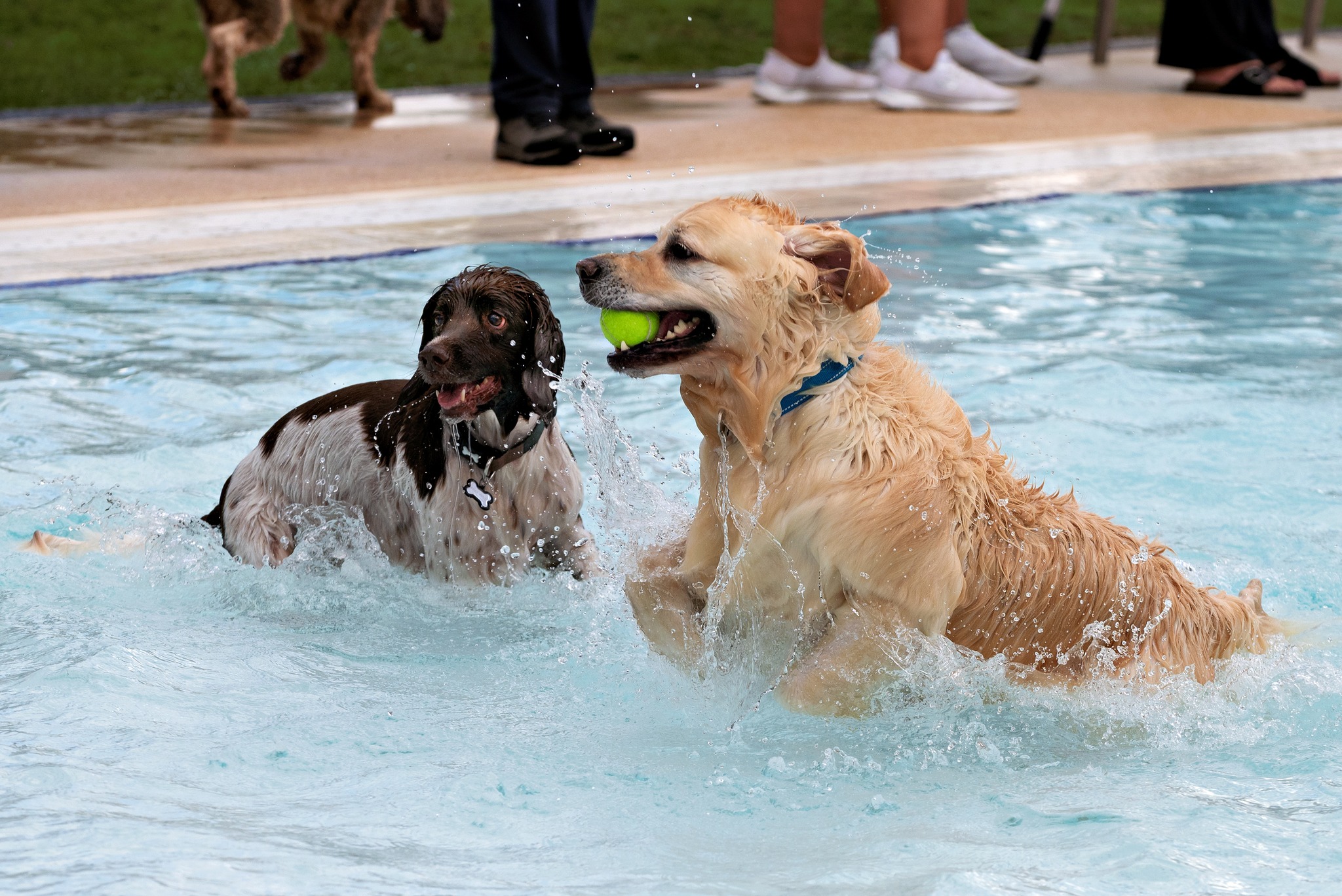 Dogs swimming in the pool at Abbey Meadow
