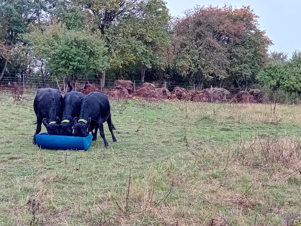 cows at trough at tuckmill meadows