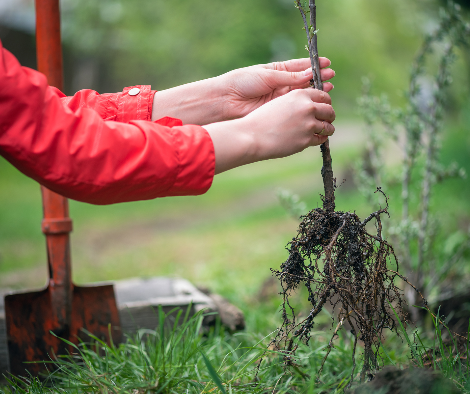 Picture of person's hands planting a new tree
