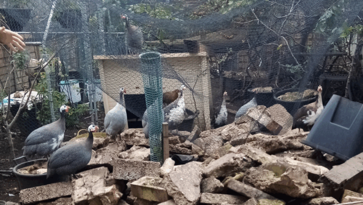 A group of guinea fowl and at least one chicken are gathered inside a fenced or netted enclosure, which appears to be in a garden or backyard. The ground is covered with a large pile of broken bricks and rubble. Guinea Fowl: There are several helmeted guinea fowl, easily recognizable by their spotted grey plumage and red heads (though some heads are obscured). They are standing on the rubble pile, and some are closer to the left side of the frame near a bowl. Chicken: One reddish-brown and white patterned chicken is visible near the center, standing closer to a small, light-colored wooden or plastic structure (possibly a coop or shelter). Enclosure: The area is enclosed by dark netting or wire mesh, visible in the background and draped over the top. Background: Behind the rubble and enclosure is lush green foliage and various garden items, including what looks like a small wooden/plastic shelter and another container. Human Element: A human hand is visible reaching into the enclosure from the upper left side. In summary: The image depicts a flock of guinea fowl and a chicken in a somewhat rough enclosure dominated by a large pile of construction rubble.