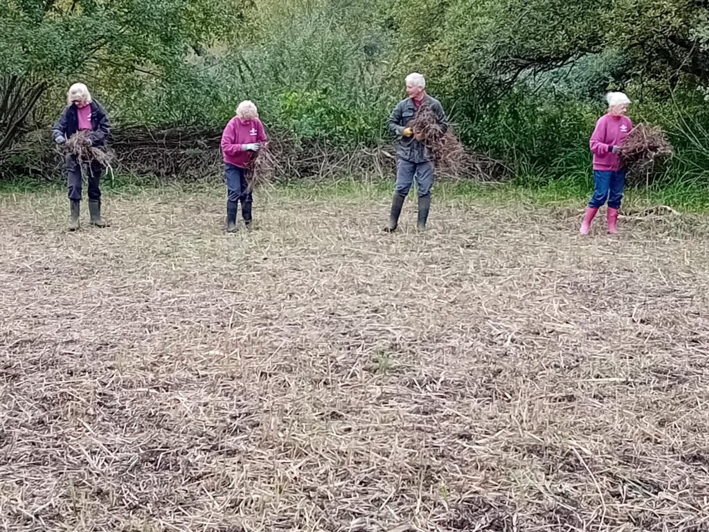 Three women and a man sowing marsh lousewort plants in a field