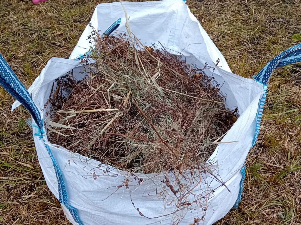 A white bag of harvested marsh lousewort 