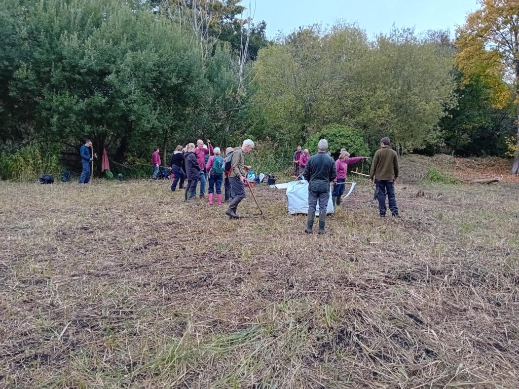 Volunteers in a field, with scythes and rakes