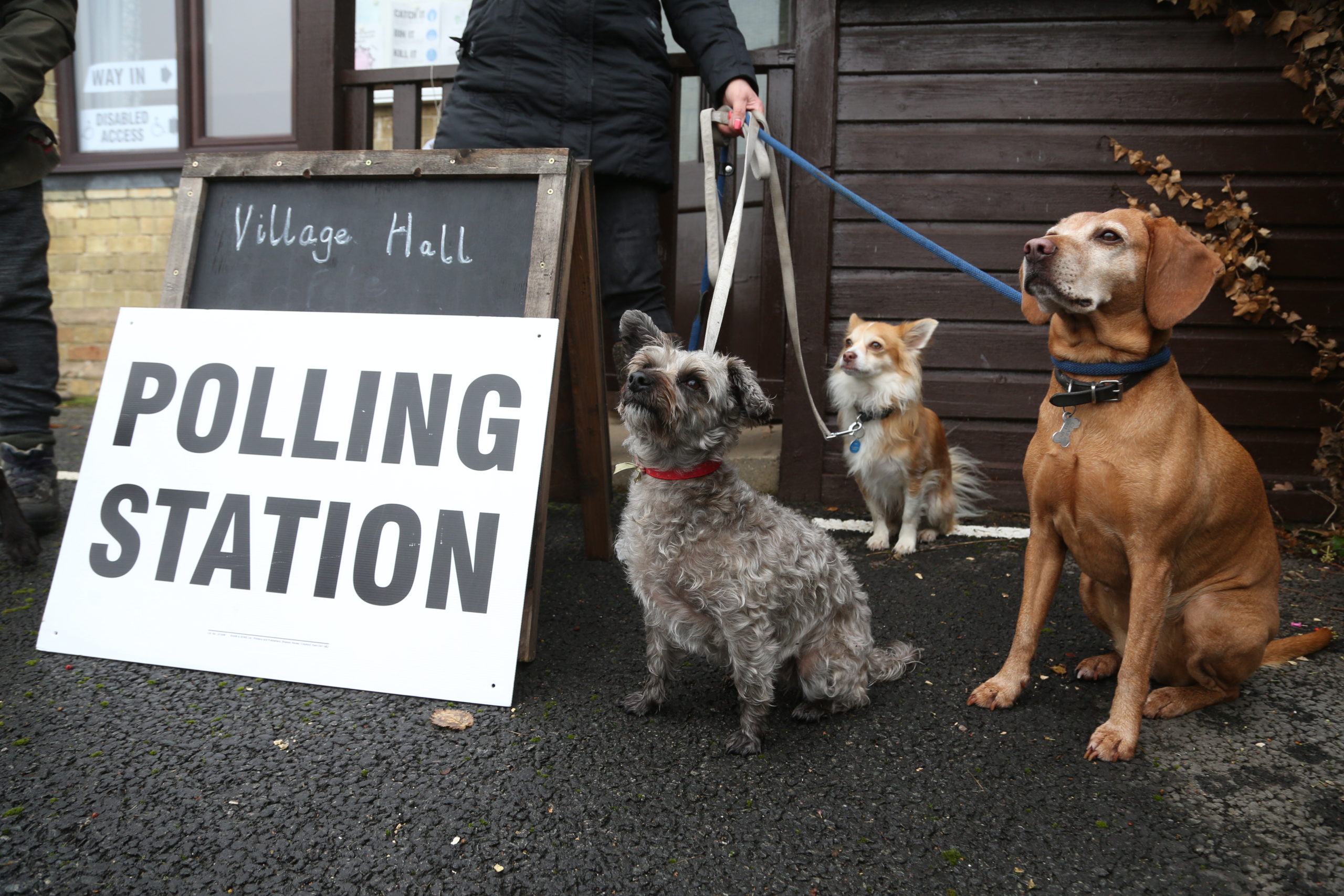 a photo of three dogs outside a polling station